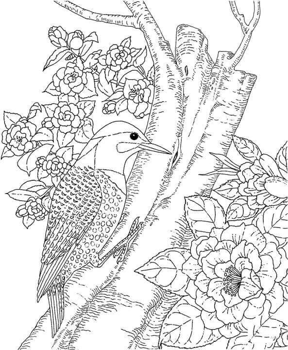 Dibujos de Pájaros Carpinteros y Flor para colorear