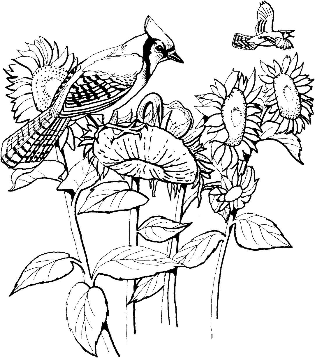Dibujos de Pájaros y Girasoles para colorear