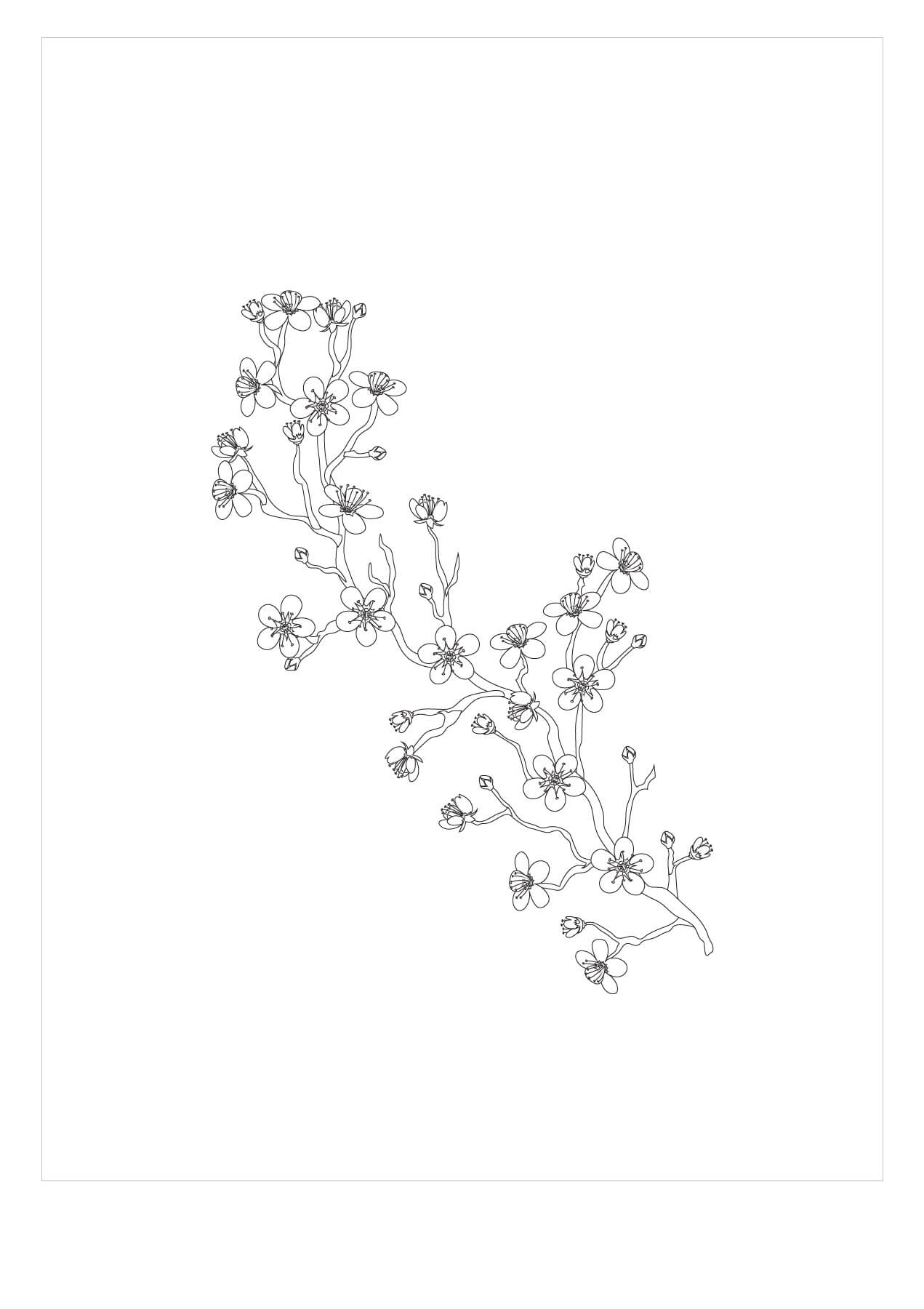 Dibujos de Rama de Flor de Cerezo para colorear