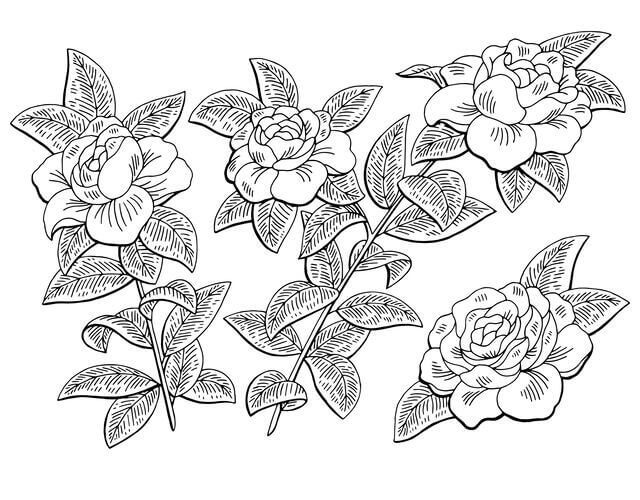 Dibujos de Rama de Flor de Gardenia para colorear