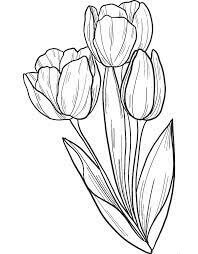 Dibujos de Ramo de Tulipanes para colorear