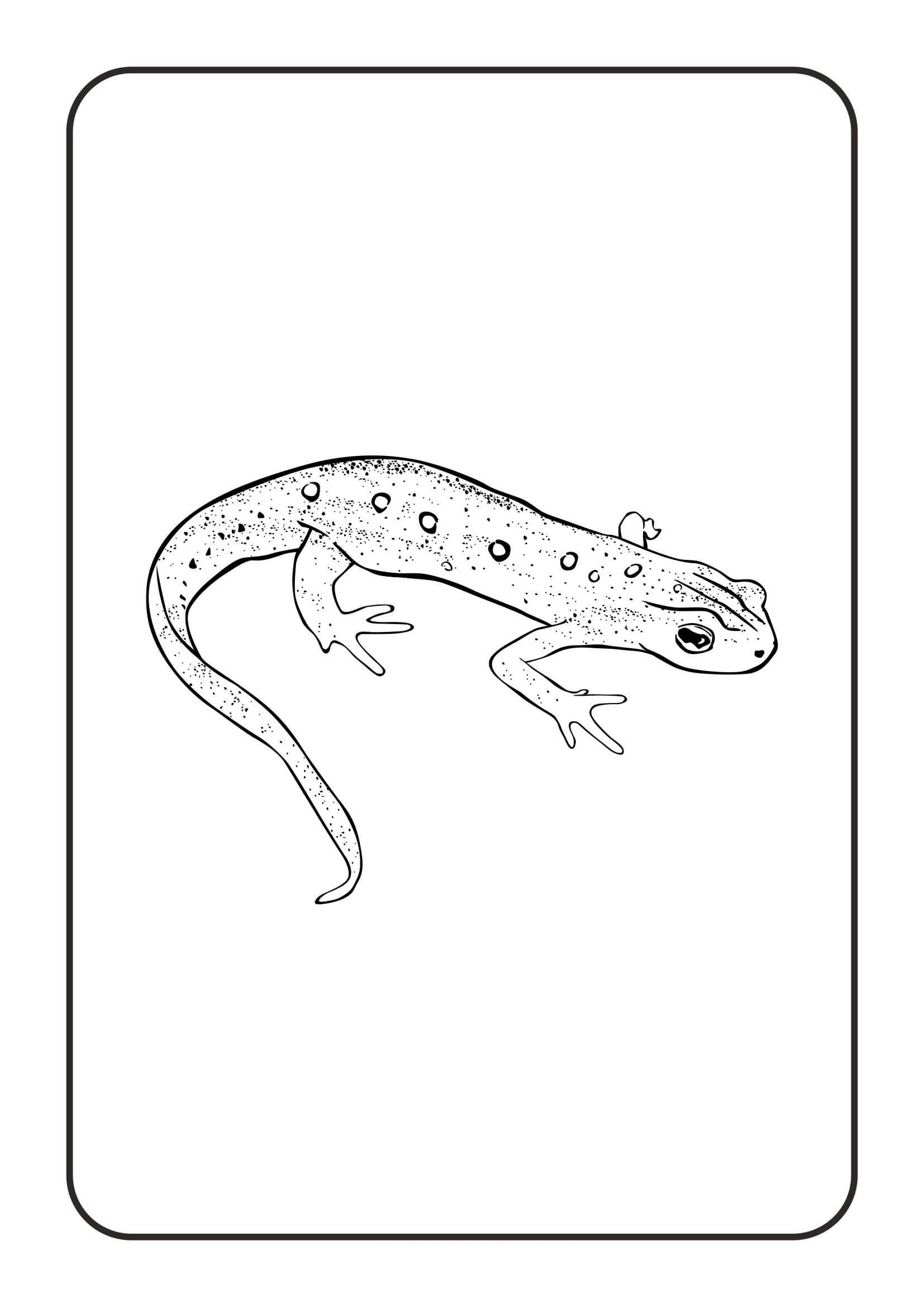 Dibujos de Reptiles Tritón Oriental para colorear