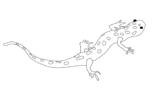 Dibujos de Reptiles para colorear