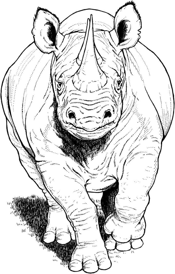 Dibujos de Rinoceronte Negro Corriendo para colorear