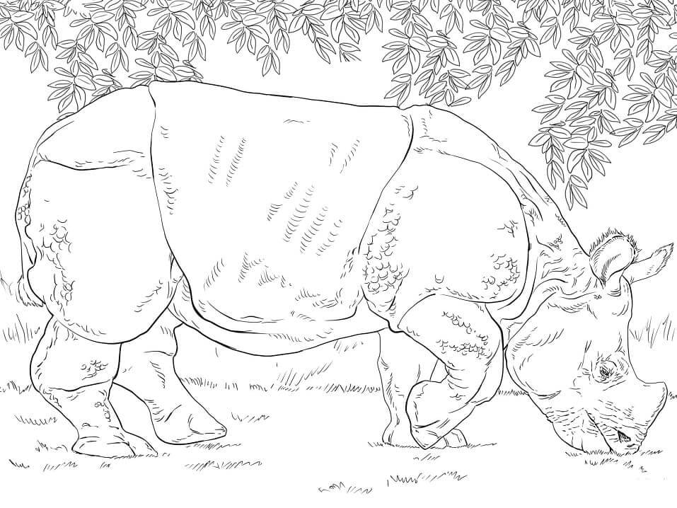 Dibujos de Rinoceronte indio Pastando para colorear