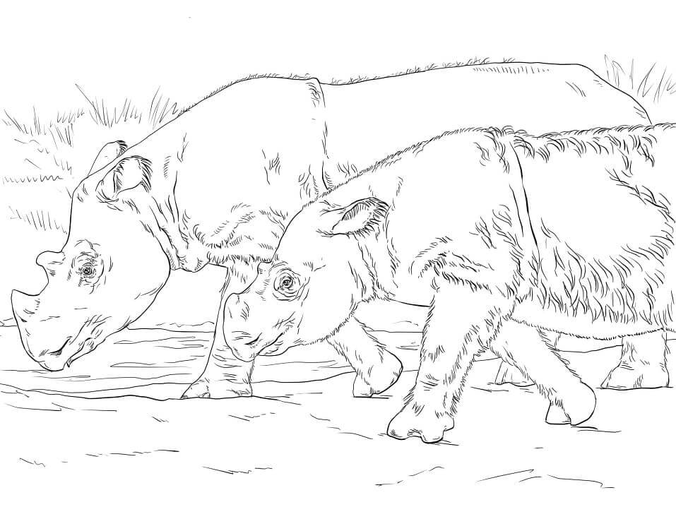 Dibujos de Rinoceronte