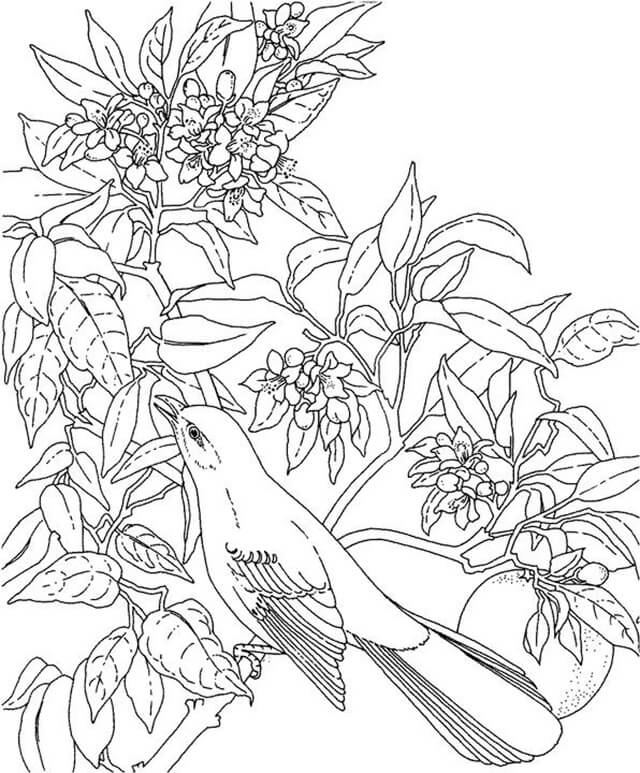 Dibujos de Ruiseñor con Hoja y Flor para colorear