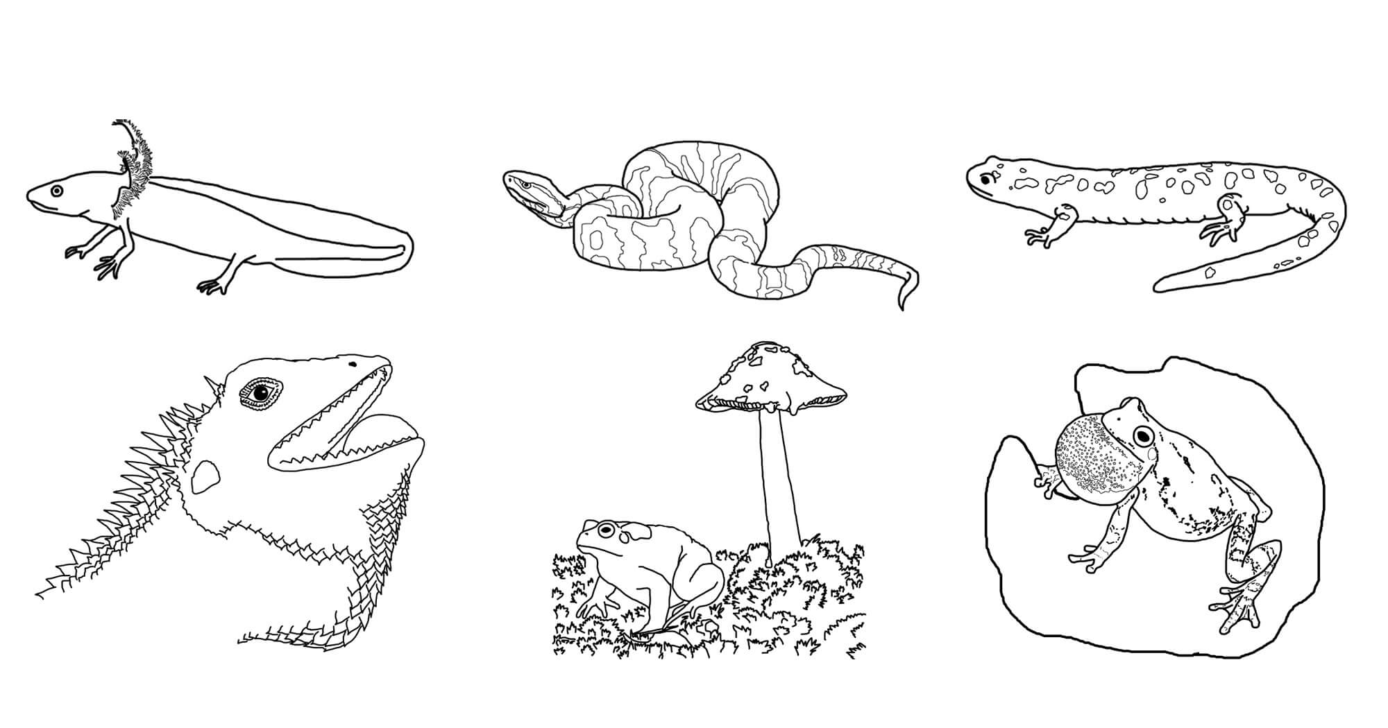 Dibujos de Seis Anfibios para colorear