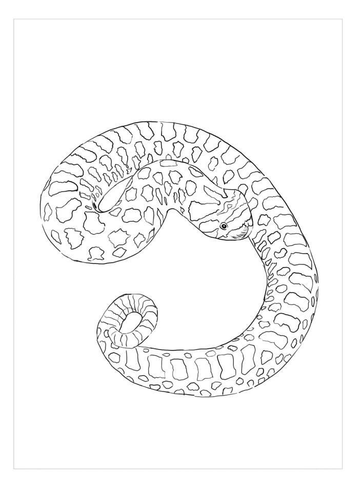 Dibujos de Serpiente Nariz de Cerdo para colorear
