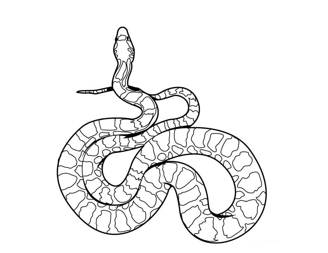 Dibujos de Serpiente Sencilla para colorear