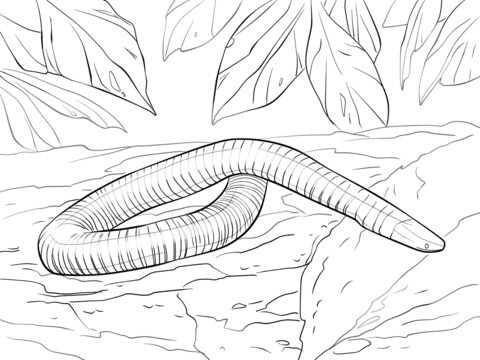 Serpiente de Anfibios para colorir