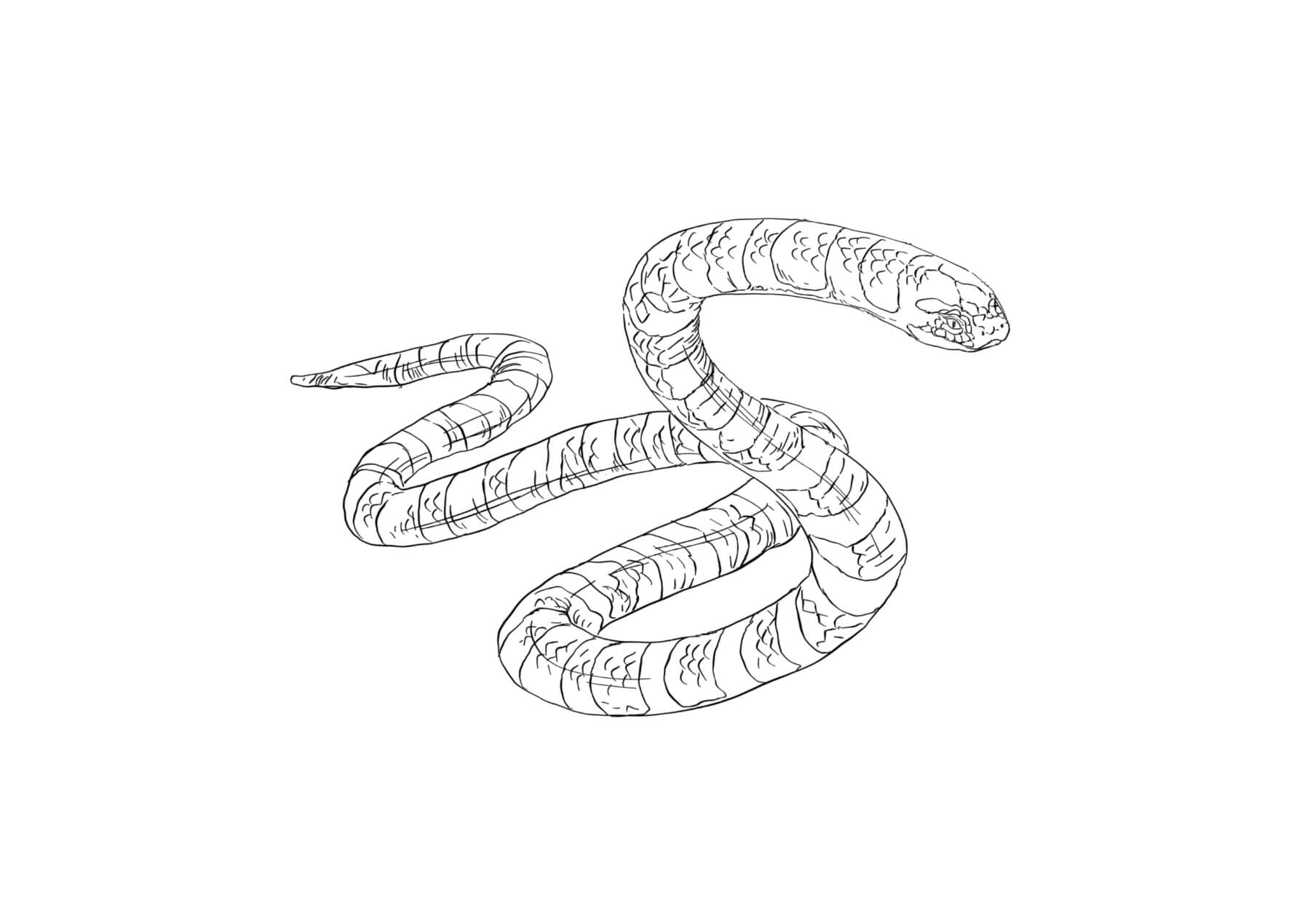 Dibujos de Serpiente de Mar de Simples para colorear