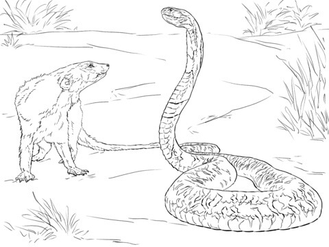 Dibujos de Serpiente y Tejón para colorear
