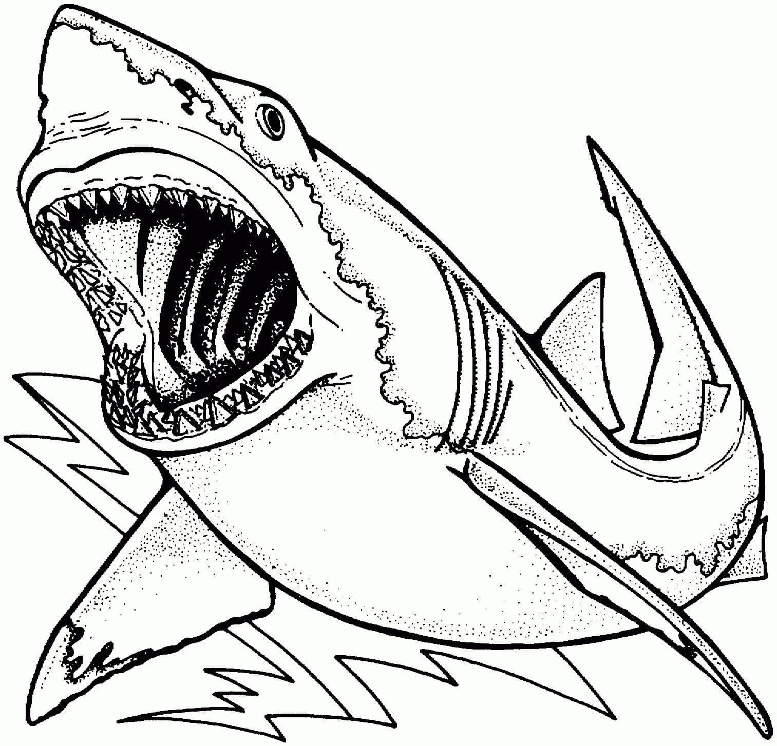 Dibujos de Tiburón Básico para colorear