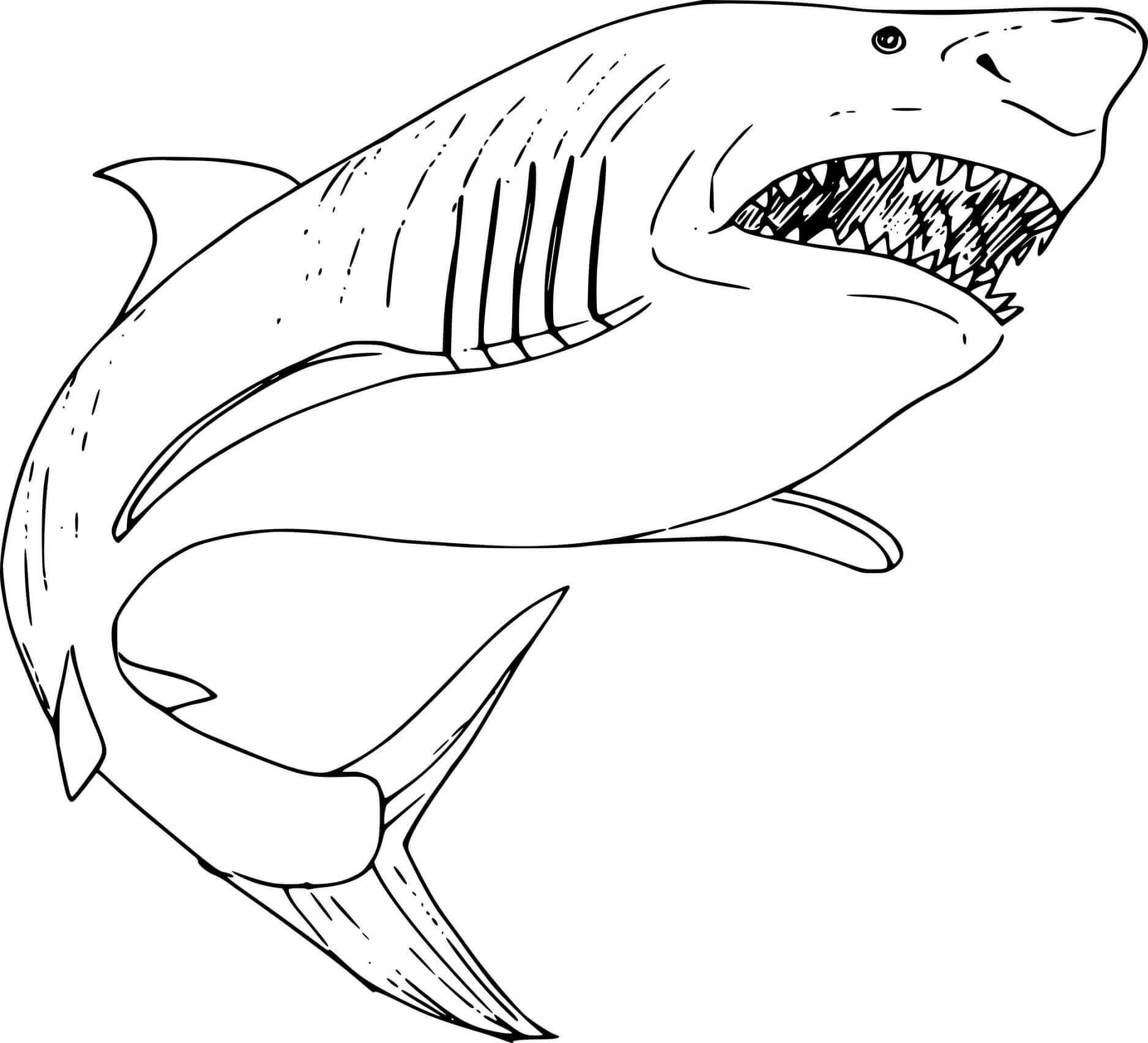 Dibujos de Tiburón Megalodón Grande para colorear