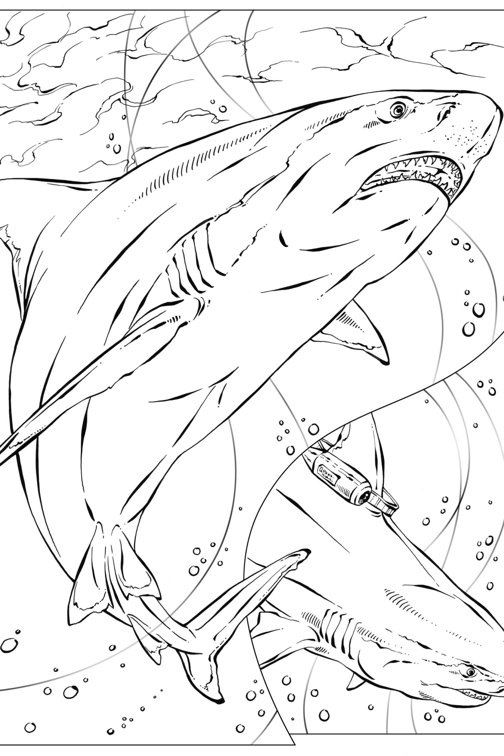 Dibujos de Tiburón Perfecto para colorear