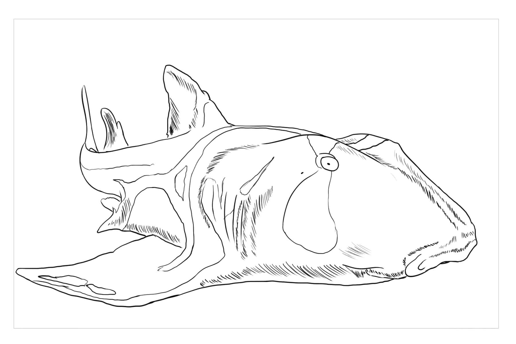 Dibujos de Tiburón Puerto Jackson para colorear