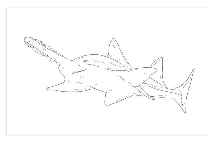 Tiburón Sierra para colorir