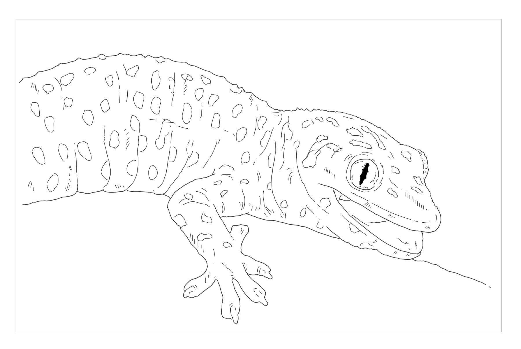 Tokay Gecko para colorir