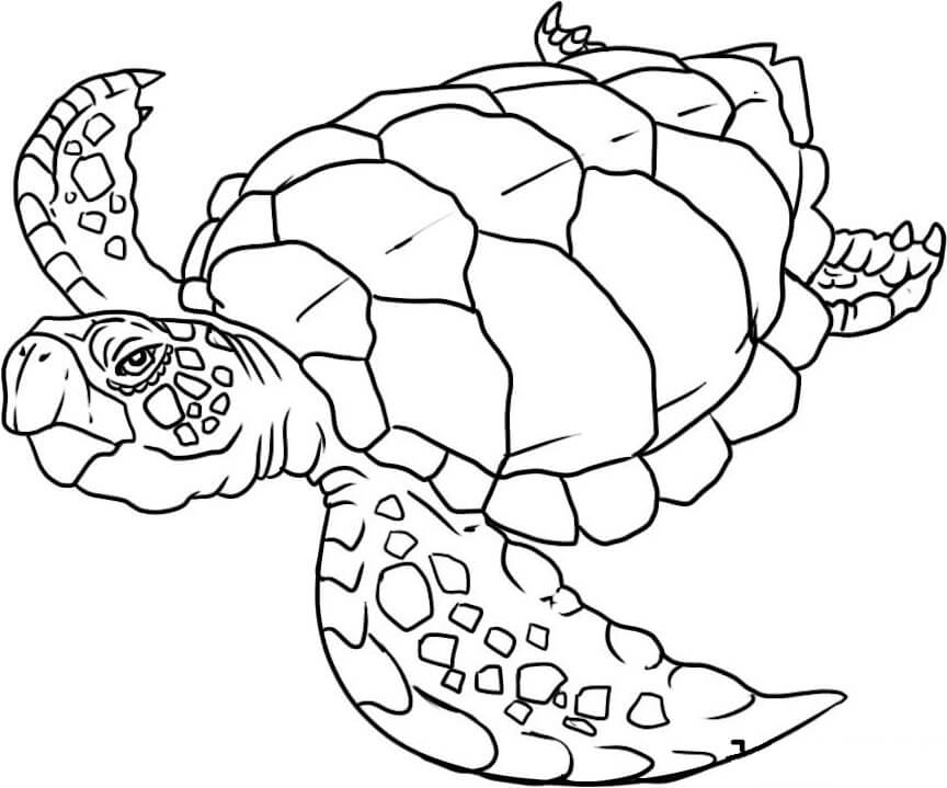 Dibujos de Tortuga Nadando para colorear