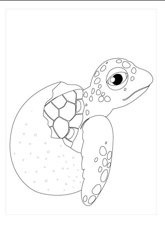 Dibujos de Tortuga en Huevo Roto para colorear