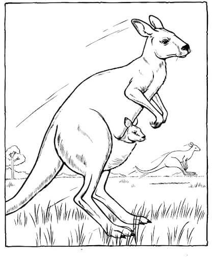 Dibujos de Tres Canguros en Australia para colorear