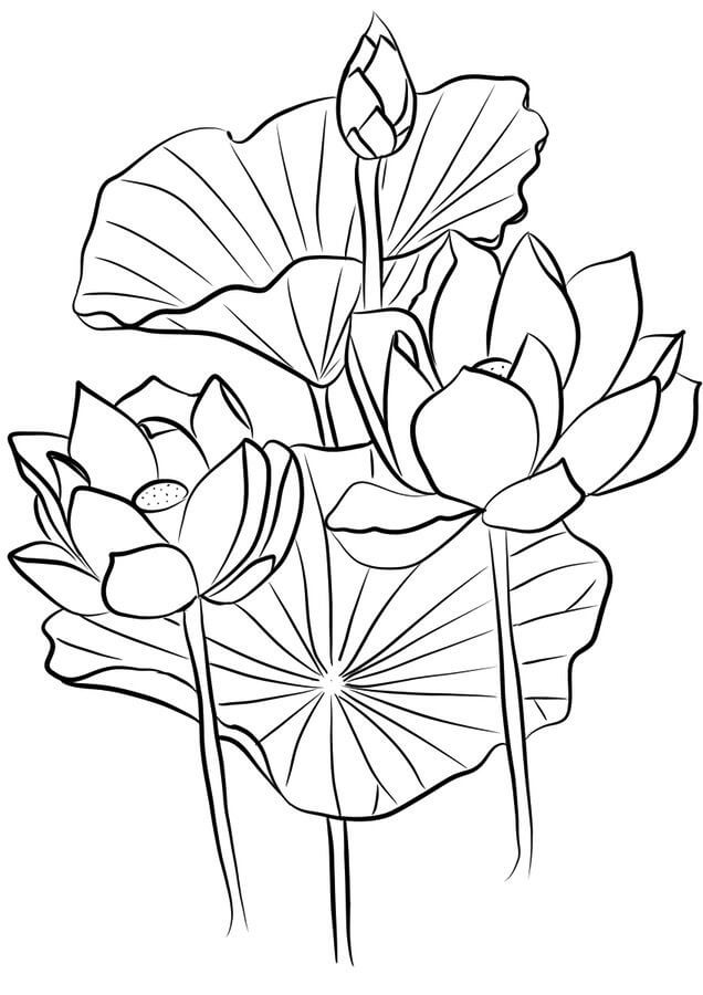 Tres Lotus para colorir