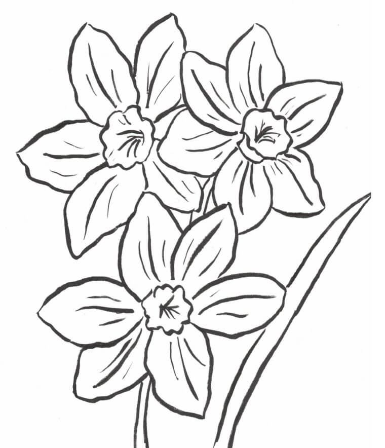 Dibujos de Tres Narcisos para colorear