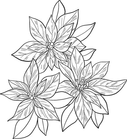 Dibujos de Tres Poinsettia Dura para colorear