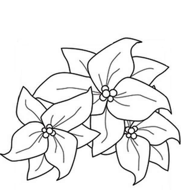 Dibujos de Tres Poinsettia para colorear