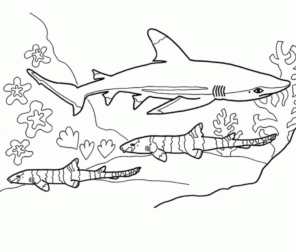 Dibujos de Tres Tiburones para colorear