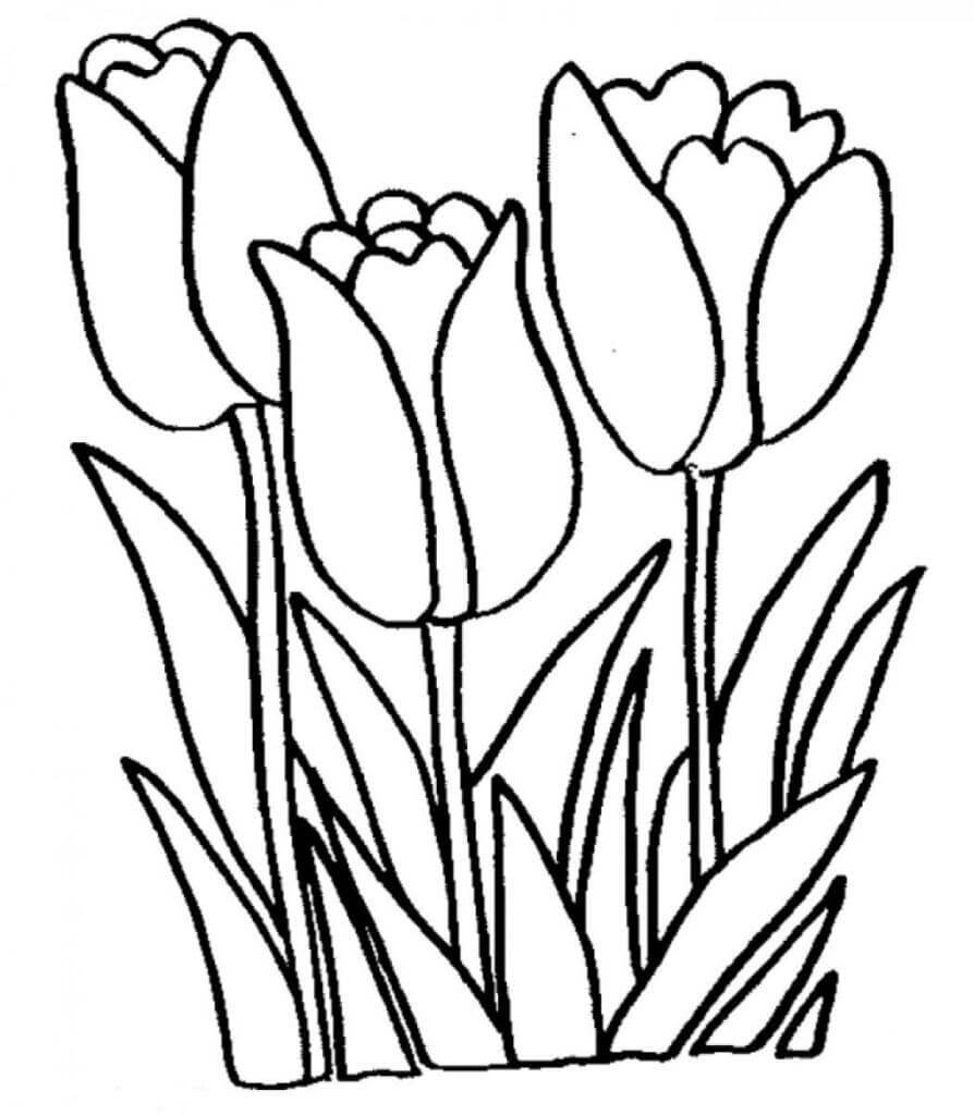 Dibujos de Tres Tulipanes para colorear