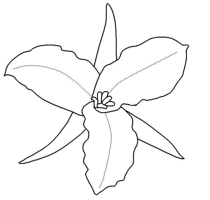 Trillium Blanco con Etiquetas para colorir