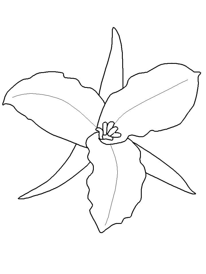 Dibujos de Trillium Grandiflorum para colorear