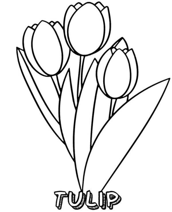 Dibujos de Tulipán Básico para colorear