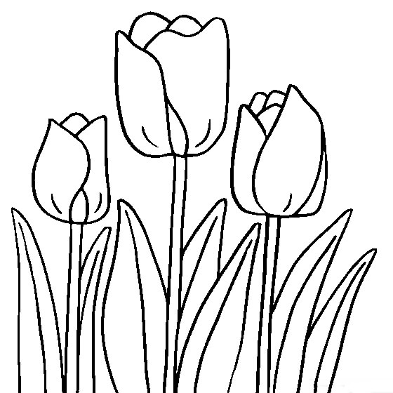 Dibujos de Tulipán Normal para colorear