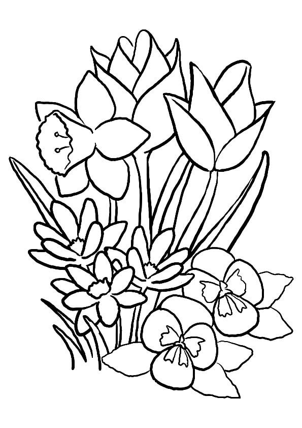 Dibujos de Tulipán Pequeño para colorear