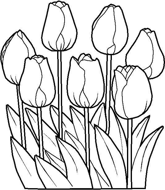 Dibujos de Tulipán `Perfecto para colorear