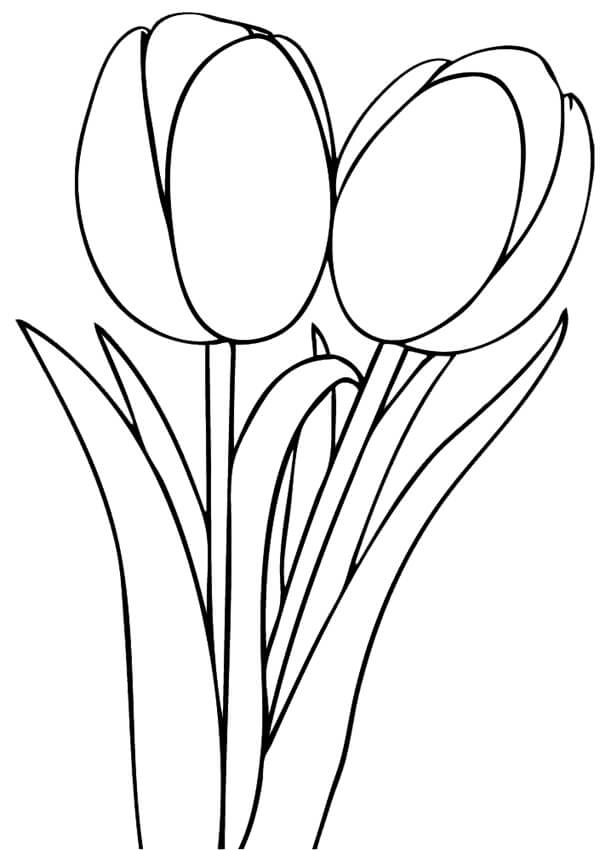 Dibujos de Tulipán Simple para colorear
