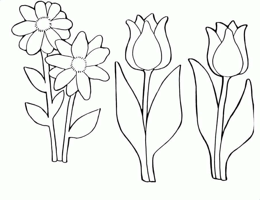 Dibujos de Tulipán y Margarita para colorear