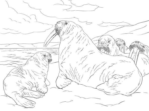 Dibujos de Uma Família Inteira de Morsas na Costa para colorear