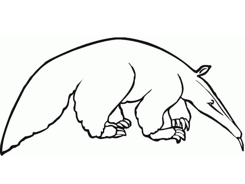 Dibujos de Un oso Hormiguero Normal para colorear