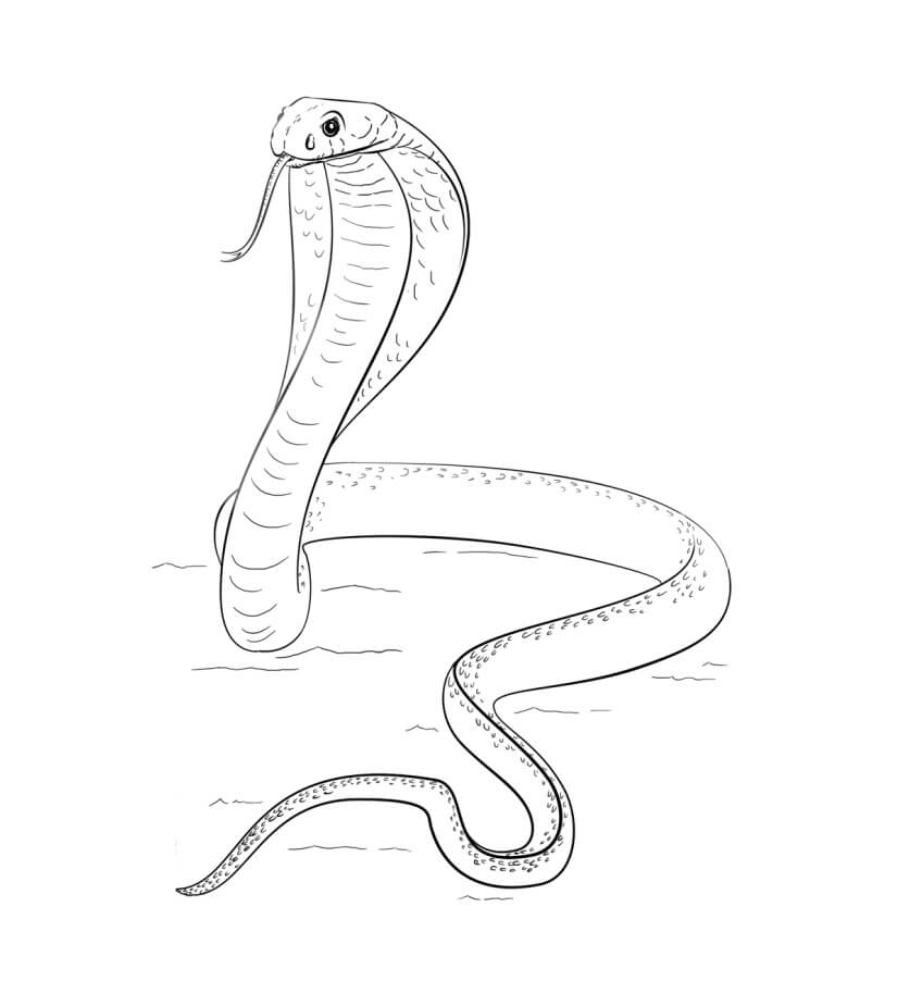 Dibujos de Una Cobra para colorear