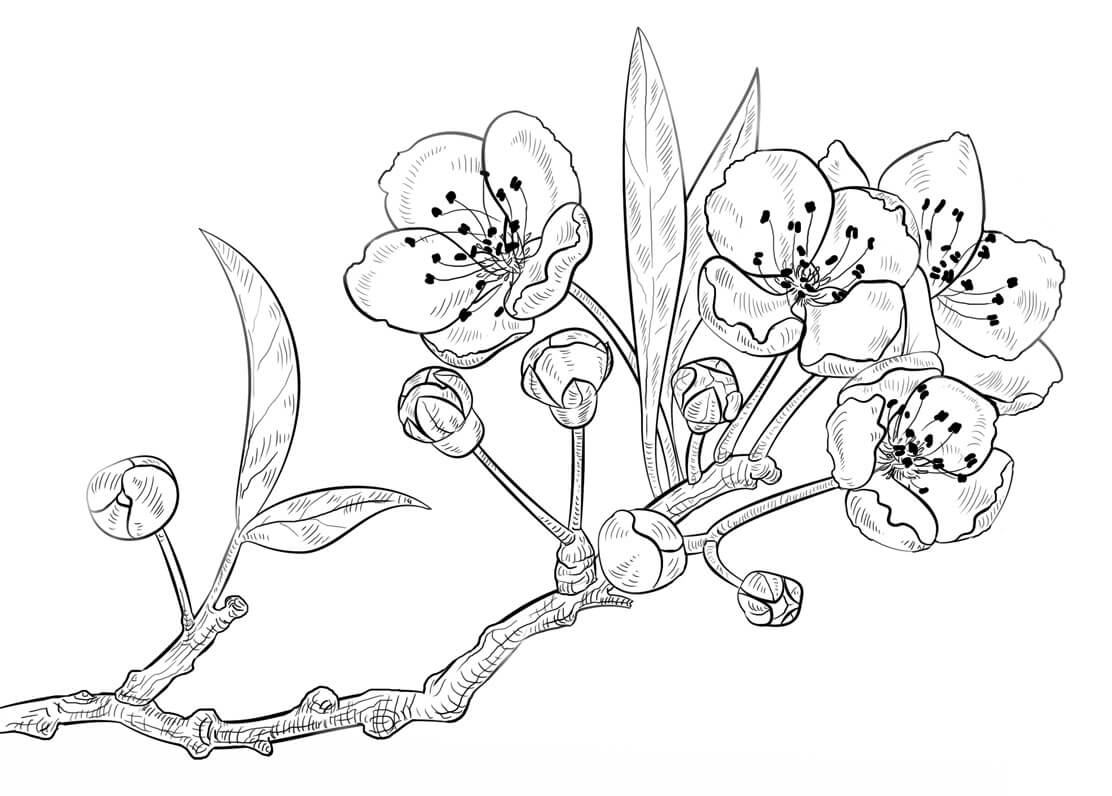 Dibujos de Una Rama de Flor de Cerezo para colorear