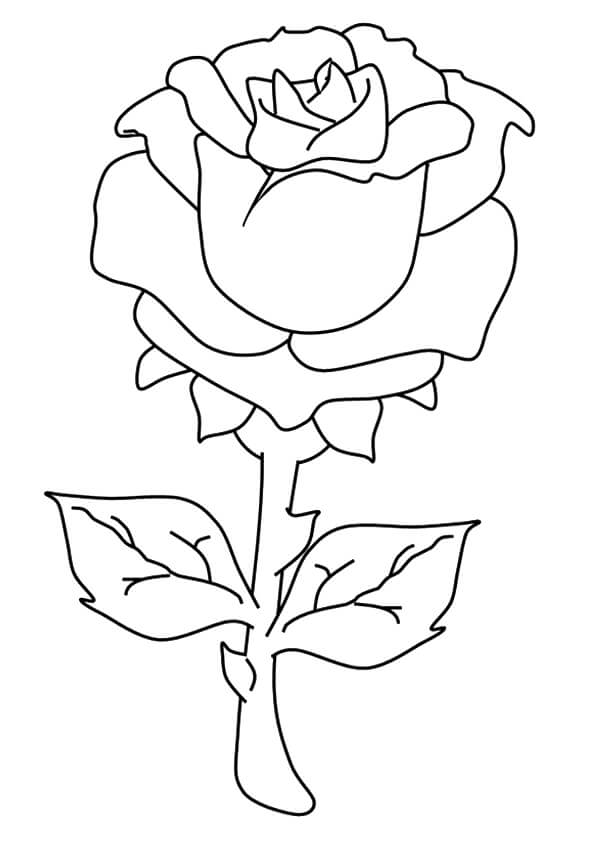 Una Rosa para colorir