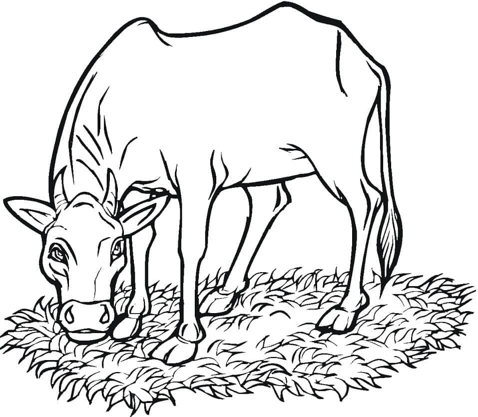 Dibujos de Vaca Comiendo Hierba para colorear