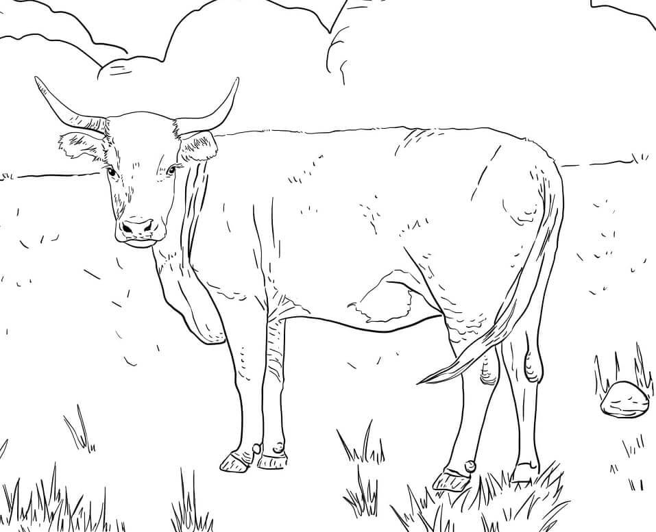 Dibujos de Vaca Hereford con Cuernos para colorear