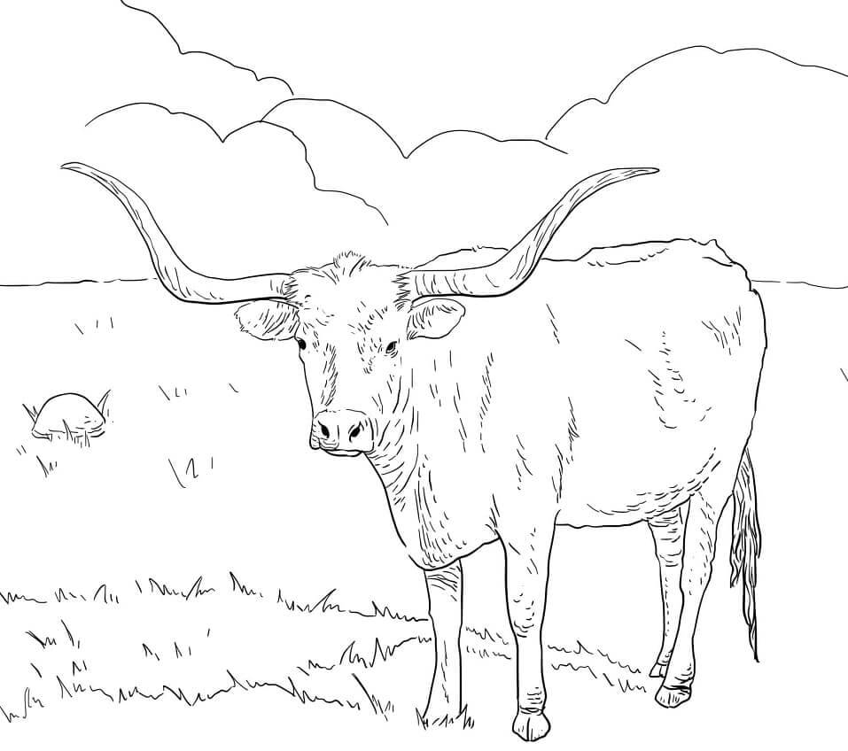 Dibujos de Vaca Texas Longhorn para colorear