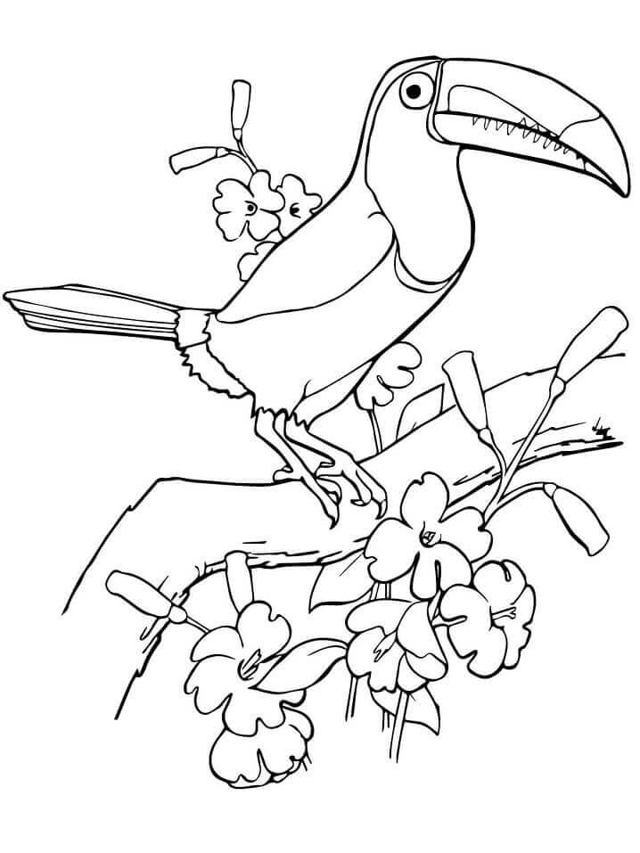 Dibujos de Árbol de Escalada de Pájaro Tucán para colorear