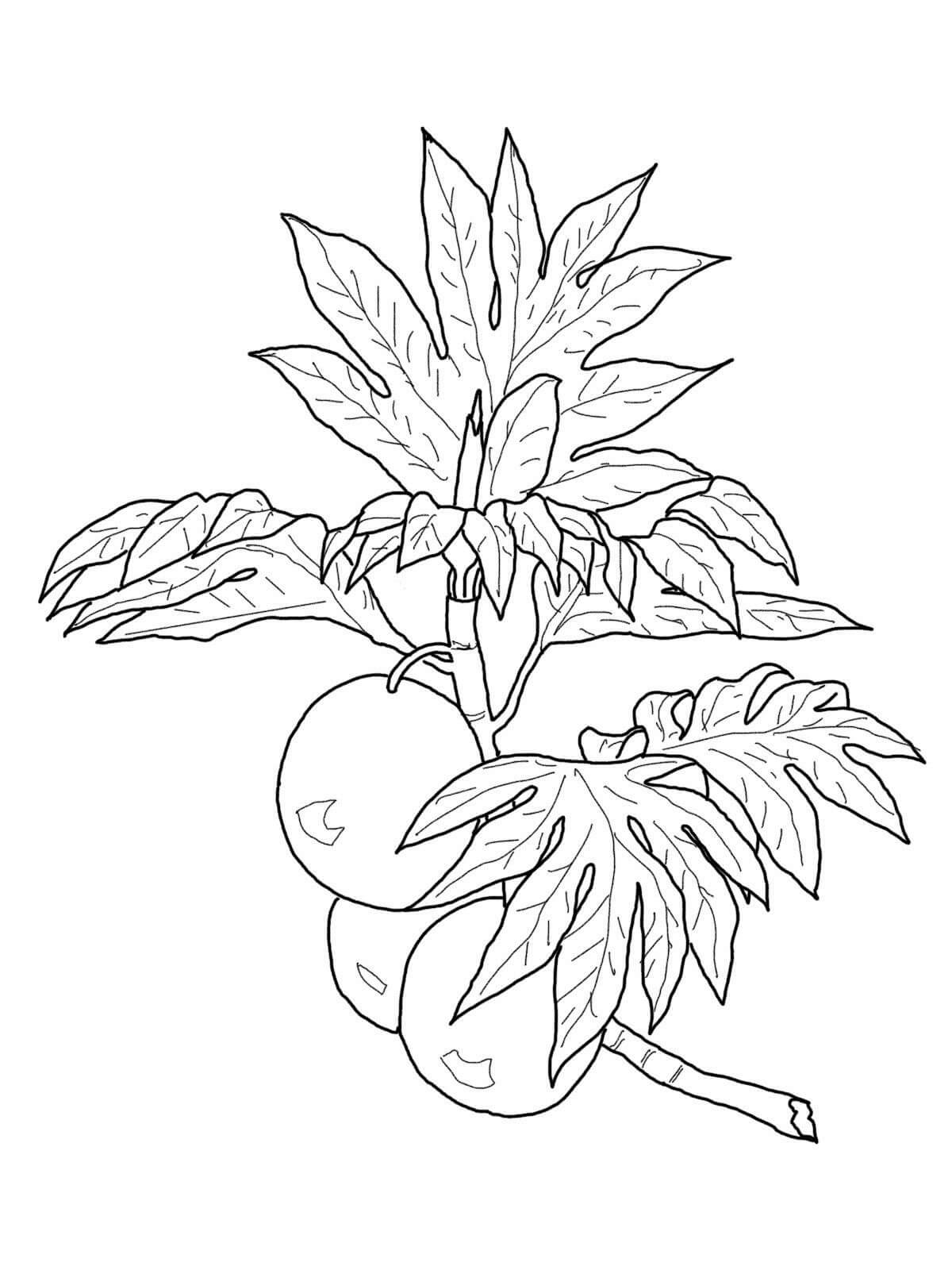 Dibujos de Árbol de Kumquat Normal para colorear